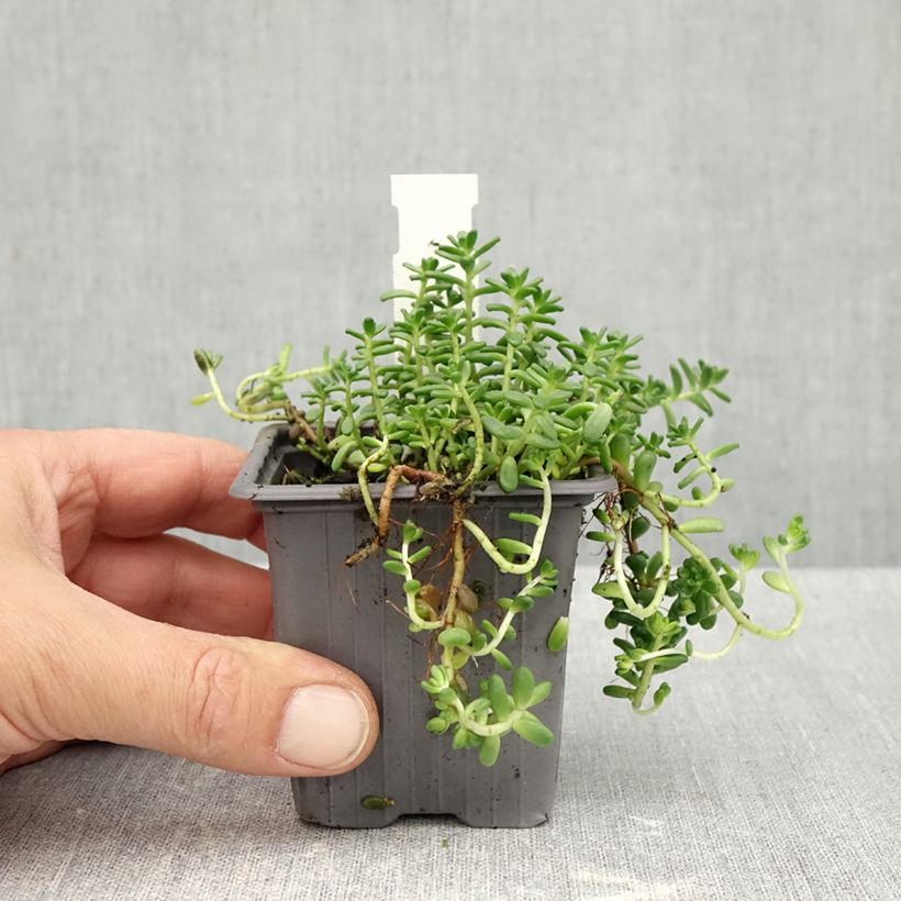 Esimerkki syksyllä toimitetusta Helmimaksaruoho - Sedum divergens 8/9 cm taimiruukku-taimesta