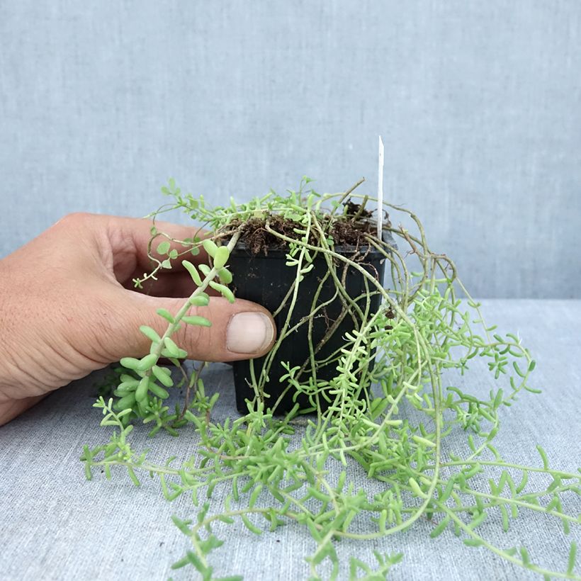 Esimerkki kesällä toimitetusta Helmimaksaruoho - Sedum divergens 8/9 cm taimiruukku-taimesta