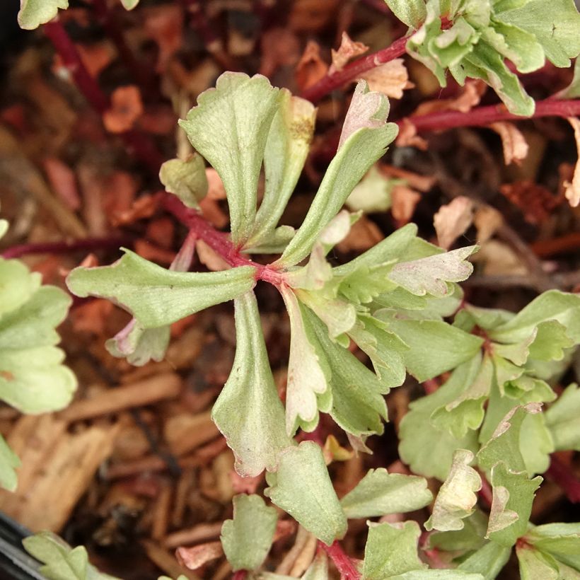Kamtsatkanmaksaruoho - Sedum kamtchaticum (Lehvistö)