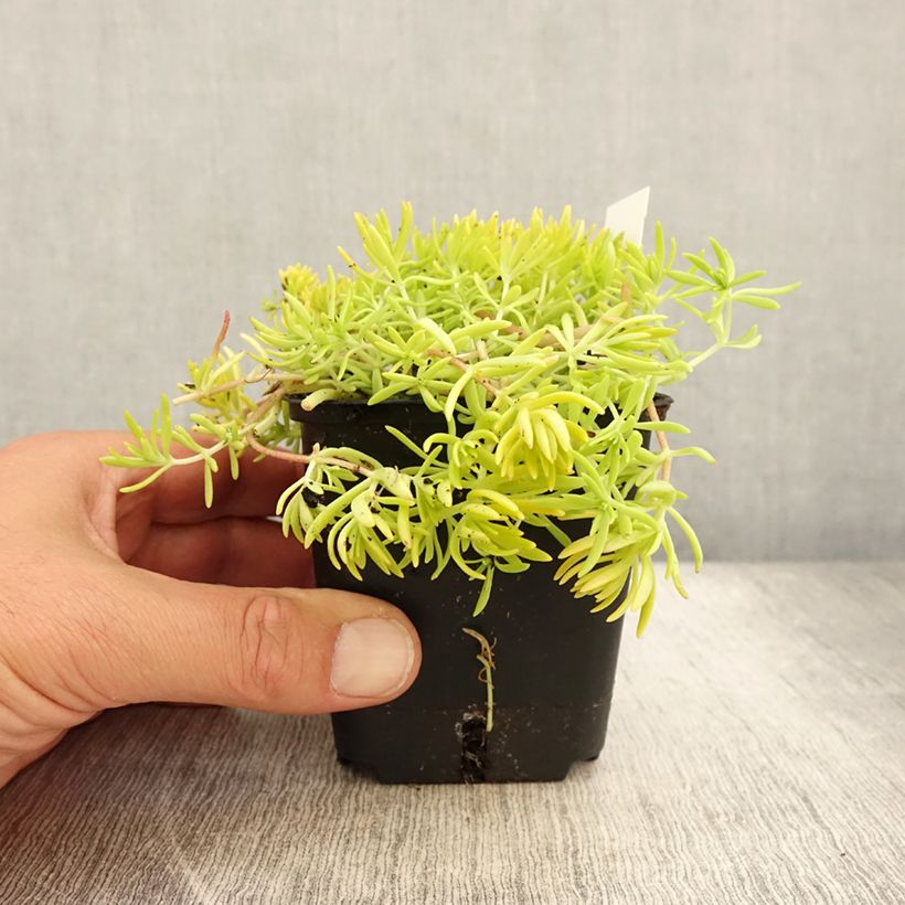 Esimerkki kesällä toimitetusta Keltamaksaruoho Lemon Ball Godet de 8/9 cm-taimesta