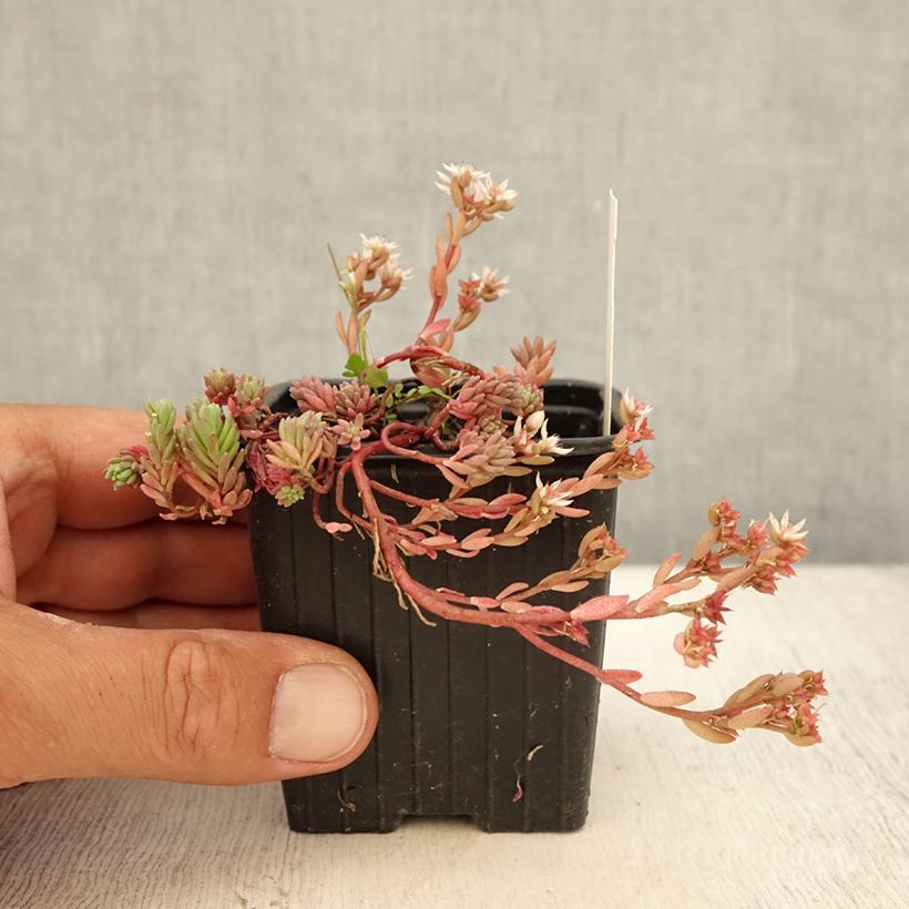 Esimerkki kesällä toimitetusta Lyydianmaksaruoho Glaucum Godet de 8/9 cm-taimesta