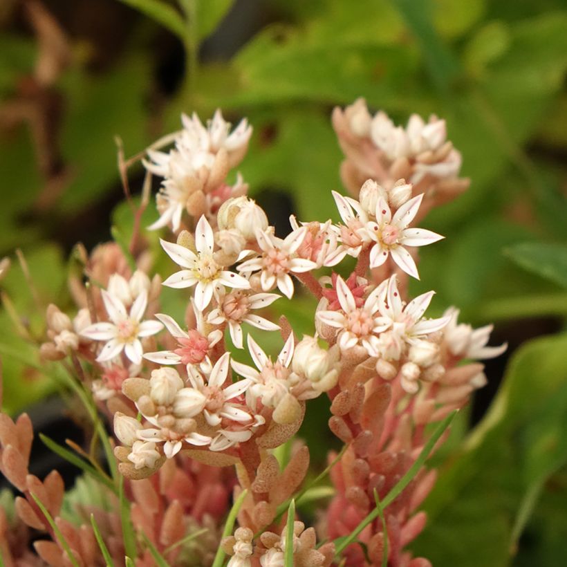 Lyydianmaksaruoho Glaucum (Kukinta)
