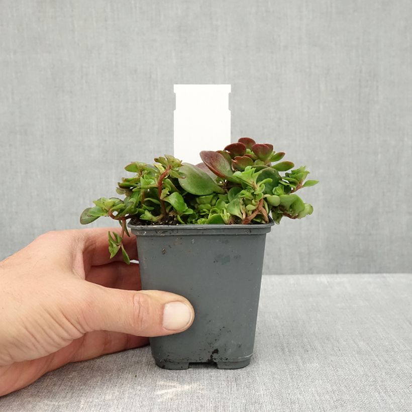 Esimerkki syksyllä toimitetusta Maksaruoho Lime 7/8 cm taimiruukku-taimesta