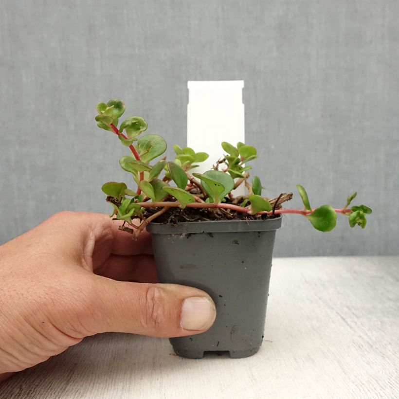 Esimerkki kesällä toimitetusta Maksaruoho Lime Godet de 7/8 cm-taimesta