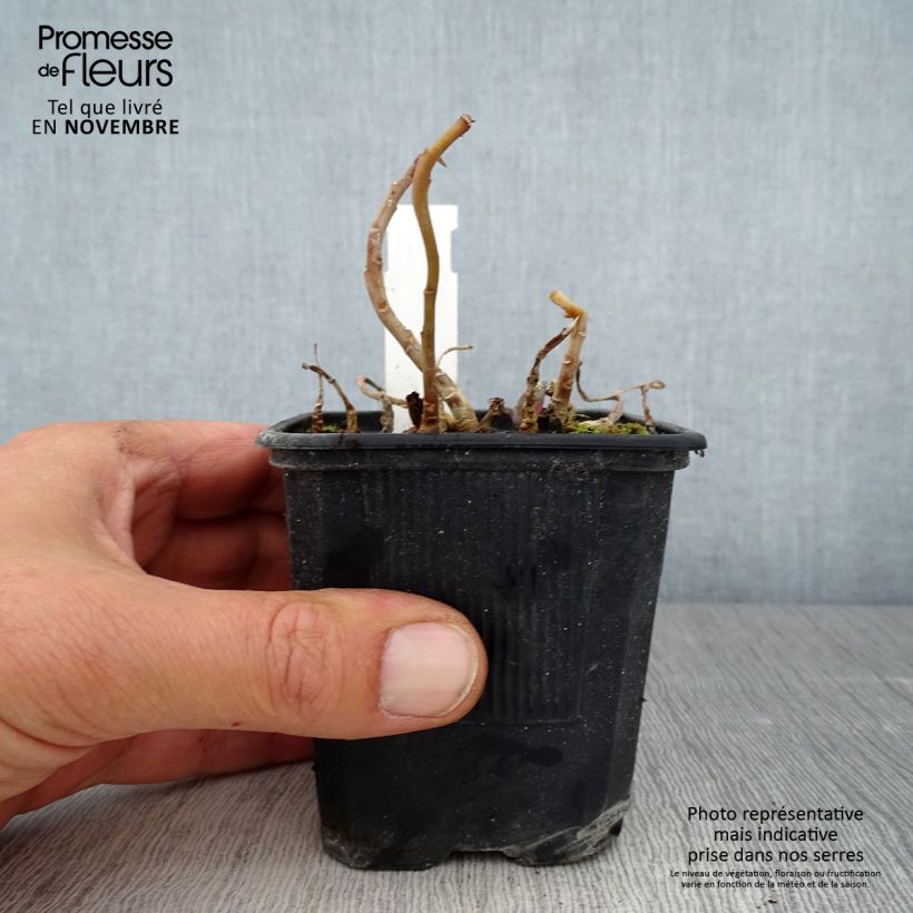 Esimerkki syksyllä toimitetusta Isomaksaruoho Marina 8/9 cm taimiruukku-taimesta