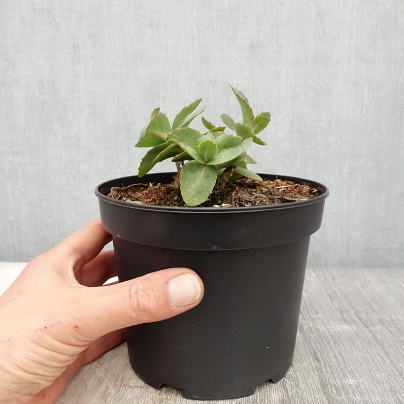 Esimerkki keväällä toimitetusta Sédum Matrona - Orpin Pot de 2L/3L-taimesta
