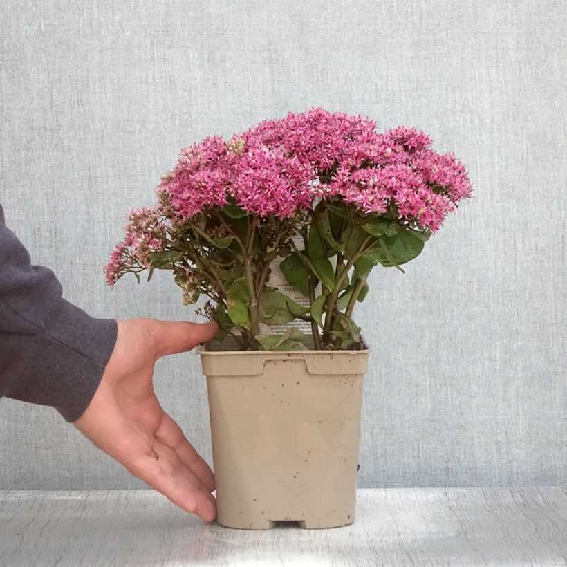 Esimerkki kesällä toimitetusta Syysmaksaruoho Mr Goodbud Ruukku 2L / 3L-taimesta