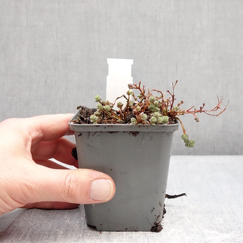 Esimerkki talvella toimitetusta Turkestaninmaksaruoho Rose 8/9 cm taimiruukku-taimesta