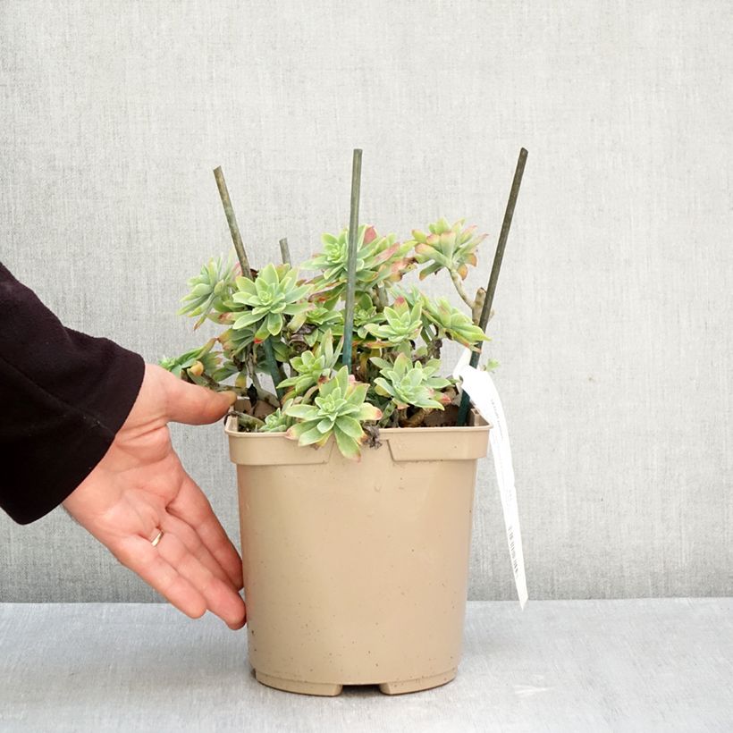 Esimerkki syksyllä toimitetusta Syysmaksaruoho - Sedum palmeri 3 litran/4 litran ruukku-taimesta