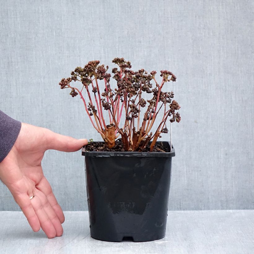Esimerkki syksyllä toimitetusta Isomaksaruoho Peach Pearls 1,5 litran / 2 litran kannu-taimesta