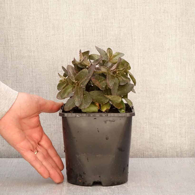 Esimerkki keväällä toimitetusta Sedum Peach Pearls - Orpin d'automne Pot de 1,5L/2L-taimesta