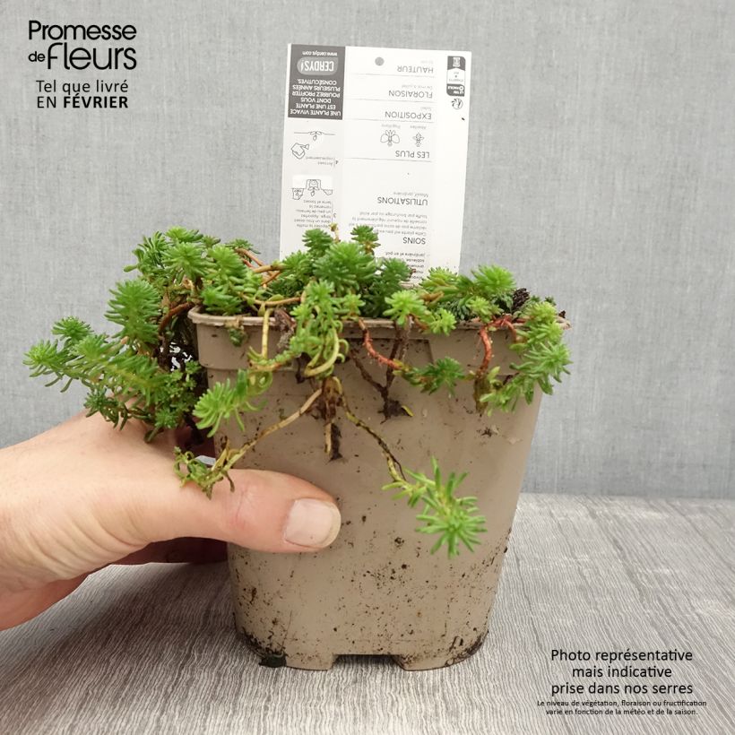 Esimerkki talvella toimitetusta Neidonmaksaruoho - Sedum pulchellum 2 litran/3 litran ruukku-taimesta