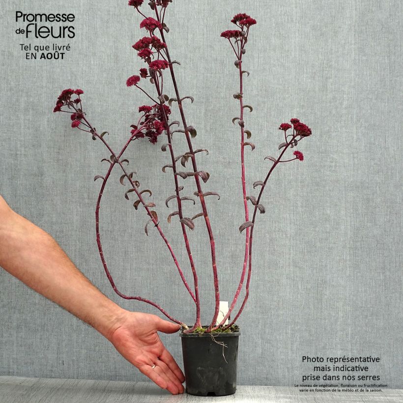 Esimerkki kesällä toimitetusta Syysmaksaruoho Purple Emperor Pot de 1,5L/2L-taimesta