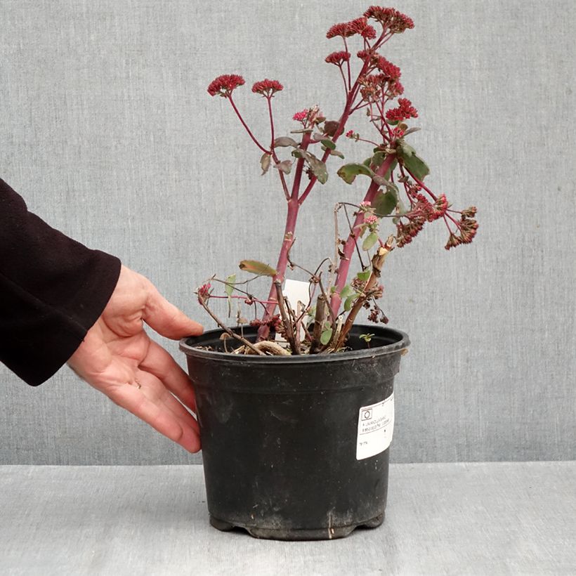 Esimerkki syksyllä toimitetusta Syysmaksaruoho Red Cauli 2 litran/3 litran ruukku-taimesta