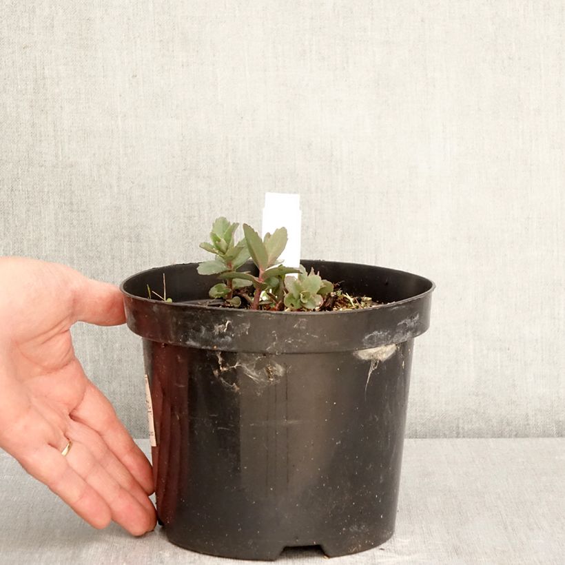 Esimerkki keväällä toimitetusta Syysmaksaruoho Red Cauli Pot de 2L/3L-taimesta