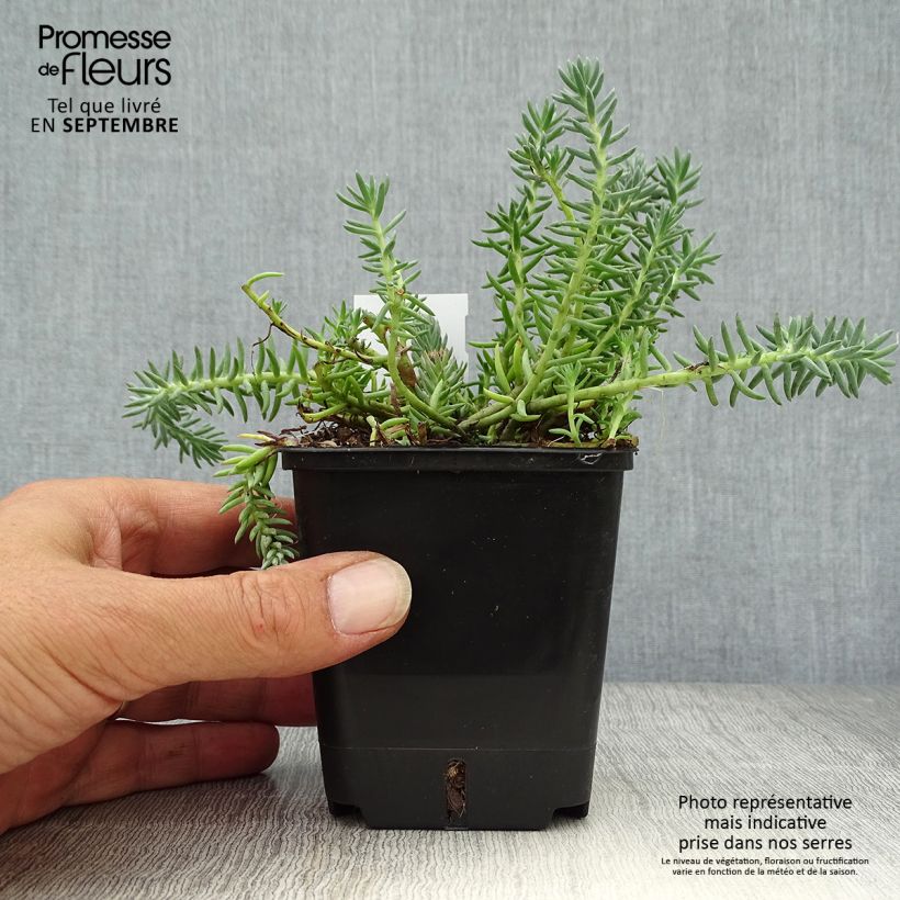 Esimerkki syksyllä toimitetusta Kalliomaksaruoho Blue Spruce 8/9 cm taimiruukku-taimesta