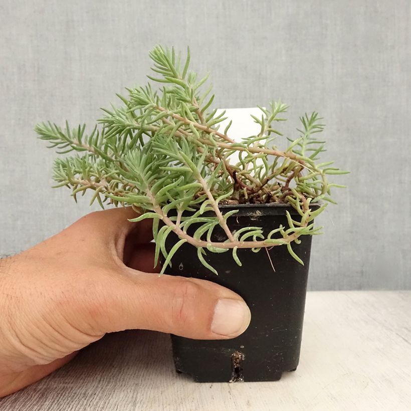 Esimerkki kesällä toimitetusta Kalliomaksaruoho Blue Spruce Godet de 8/9 cm-taimesta