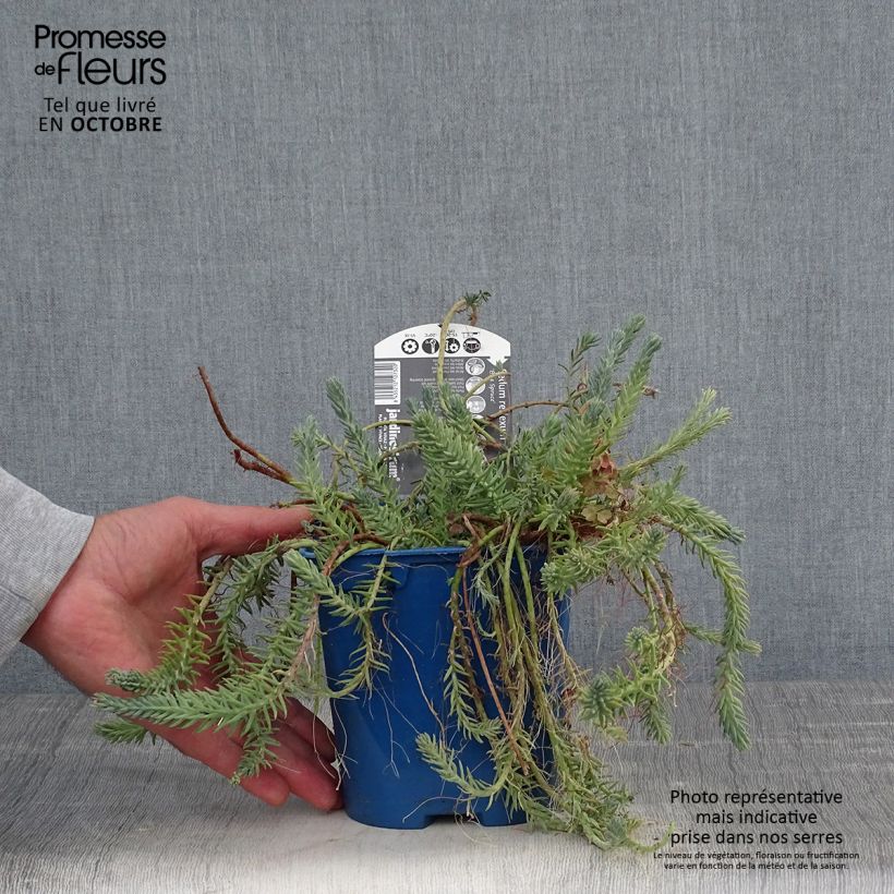 Esimerkki syksyllä toimitetusta Kalliomaksaruoho Blue Spruce 2 litran/3 litran ruukku-taimesta
