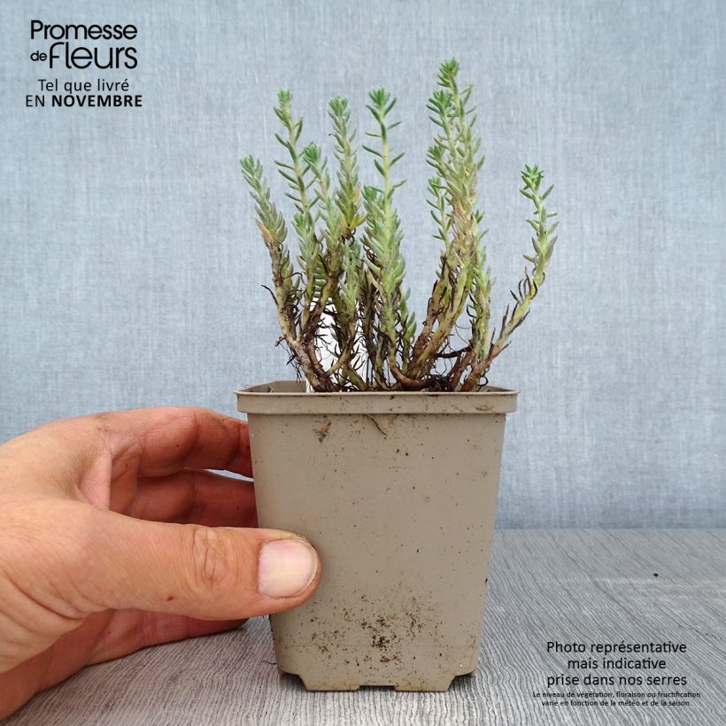 Esimerkki syksyllä toimitetusta Kalliomaksaruoho - Sedum reflexum 8/9 cm taimiruukku-taimesta