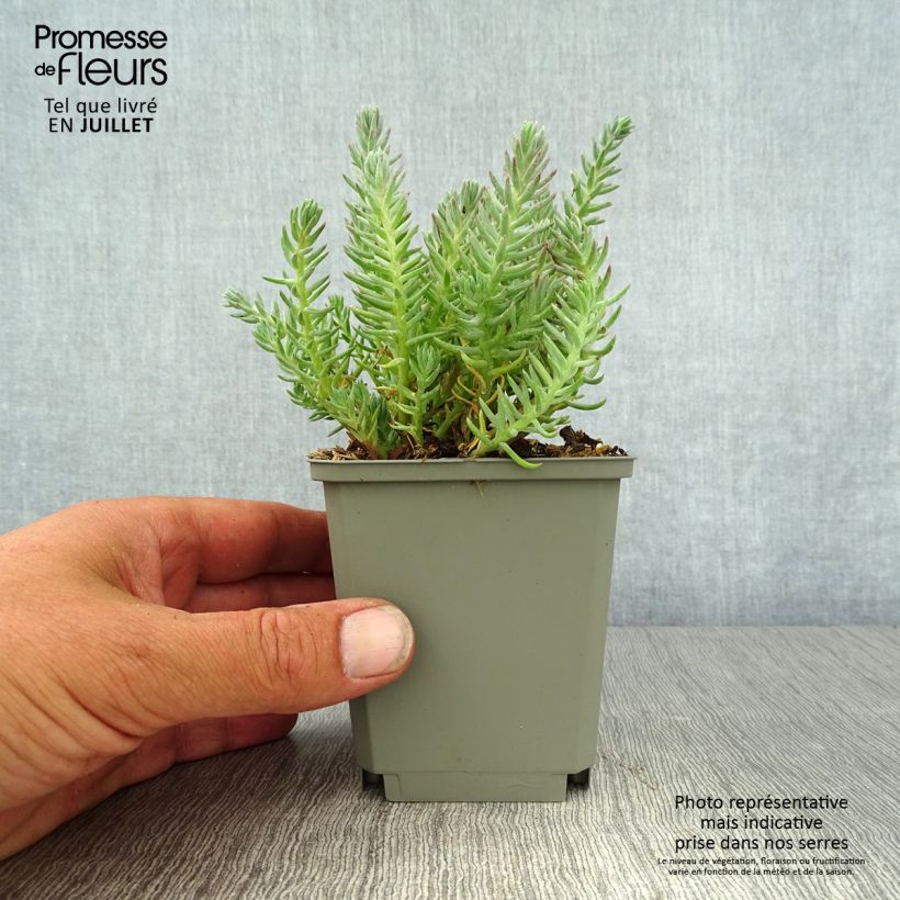 Esimerkki kesällä toimitetusta Kalliomaksaruoho - Sedum reflexum Godet de 8/9 cm-taimesta