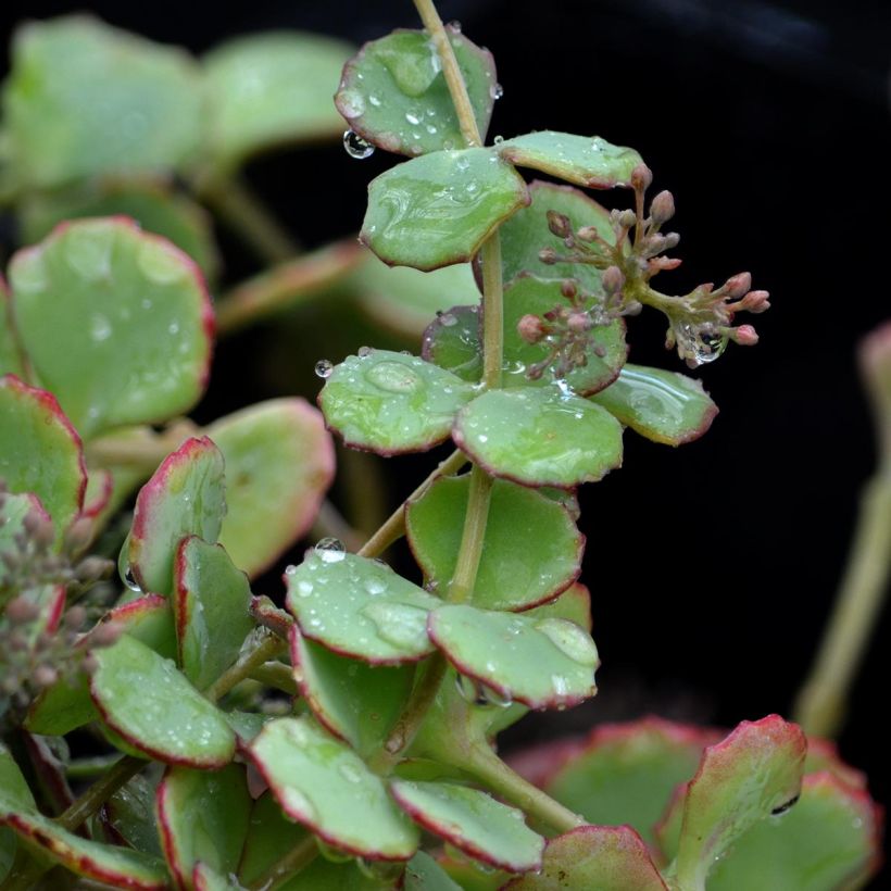Amppelimaksaruoho sieboldii (Lehvistö)