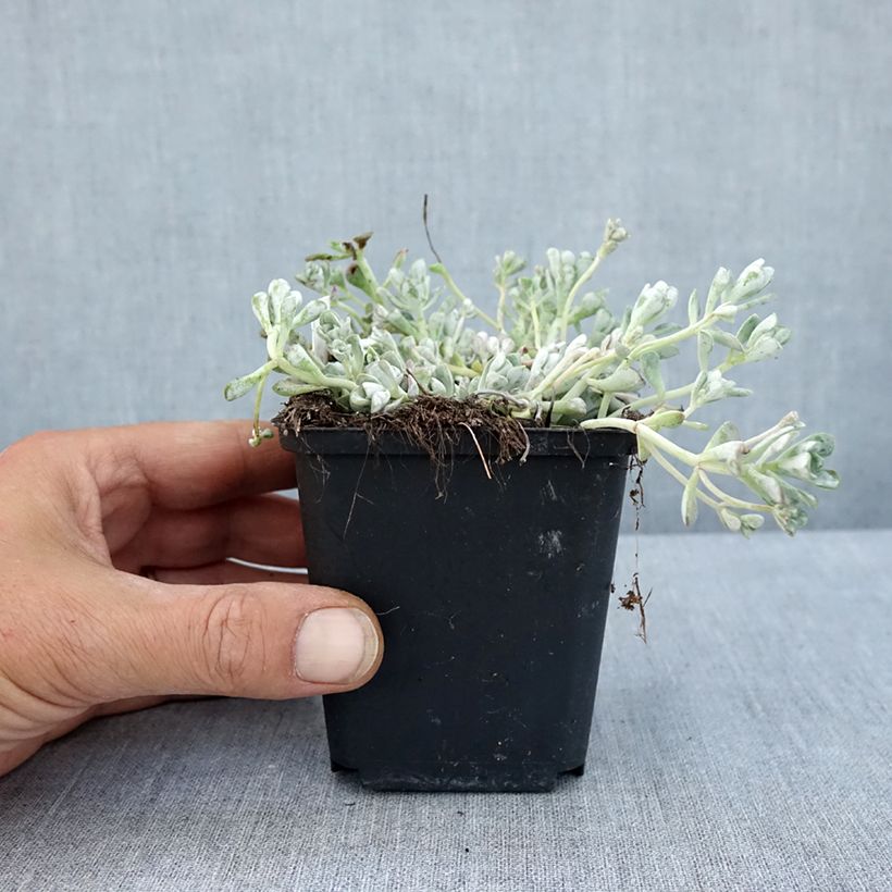 Esimerkki kesällä toimitetusta Lusikkamaksaruoho Cape Blanco Taimiruukku 8/9 cm-taimesta