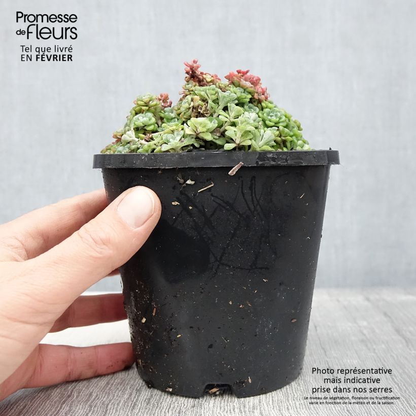Esimerkki talvella toimitetusta Sedum spathulifolium Cape Blanco - Orpin rampant Pot de 1,5L/2L-taimesta