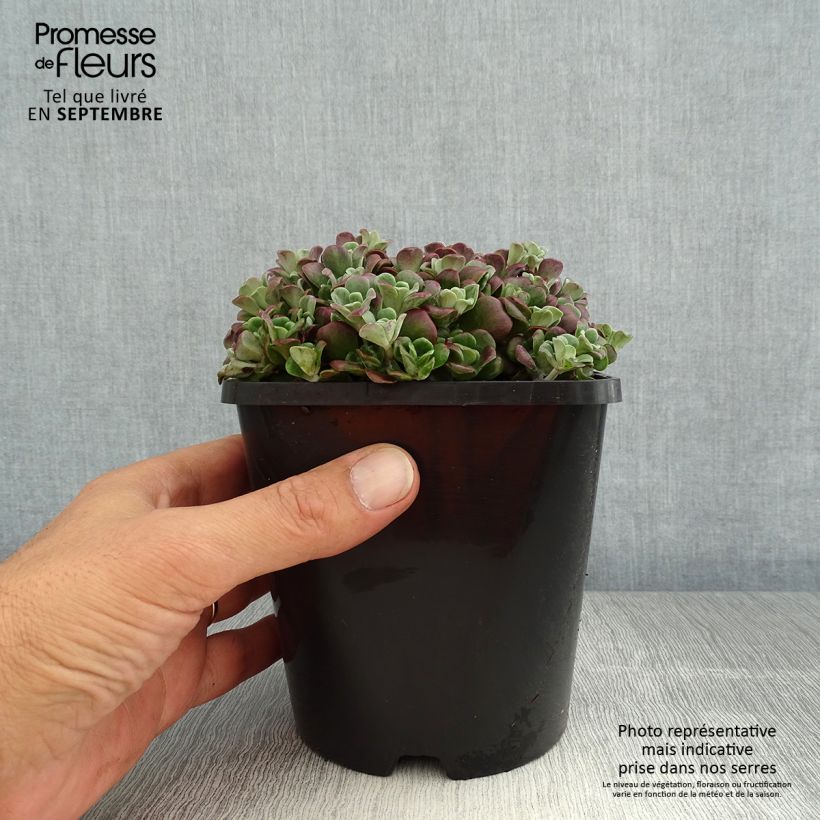 Esimerkki kesällä toimitetusta Lusikkamaksaruoho Purpureum Pot de 2L/3L-taimesta