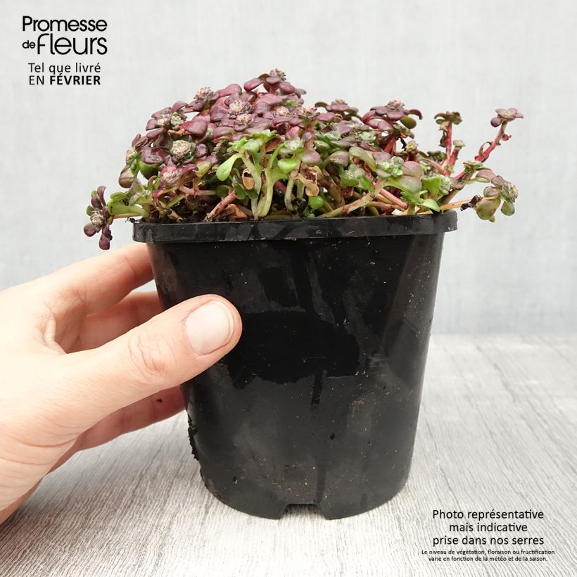 Esimerkki talvella toimitetusta Sedum spathulifolium Purpureum - Orpin Pot de 2L/3L-taimesta