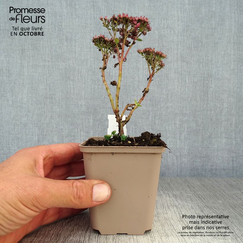Esimerkki syksyllä toimitetusta Syysmaksaruoho Septemberglut 8/9 cm taimiruukku-taimesta