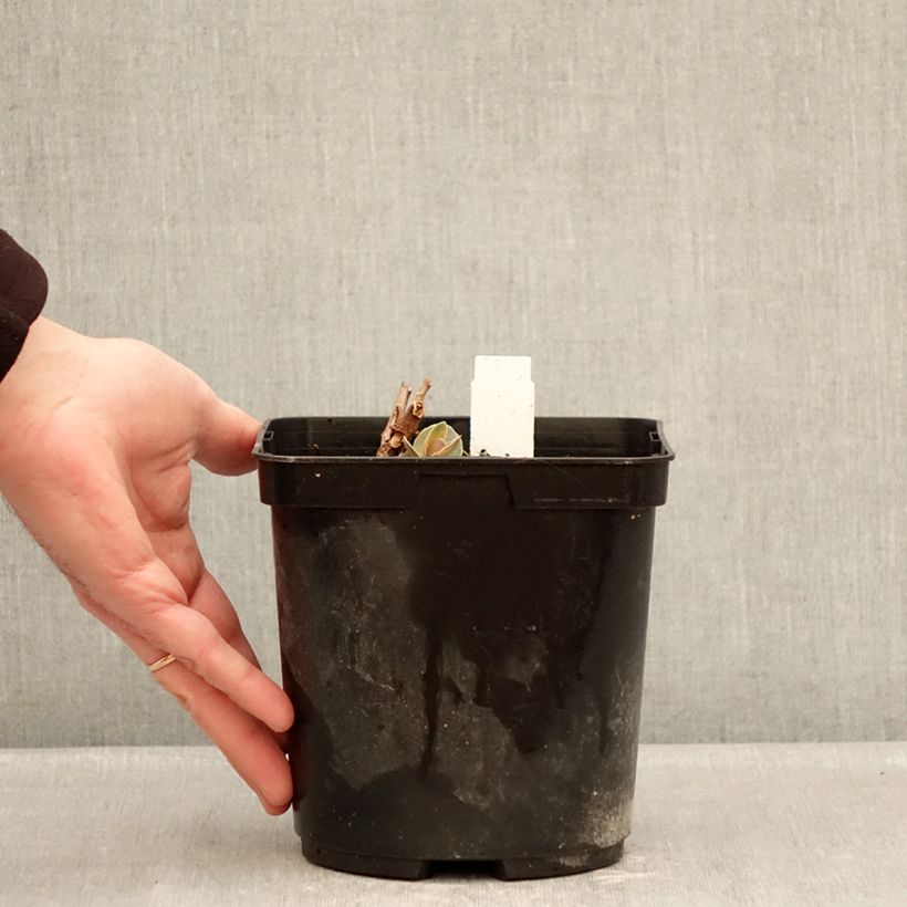 Esimerkki talvella toimitetusta Syysmaksaruoho Sunsparkler Blue Pearl Pot de 2L/3L-taimesta
