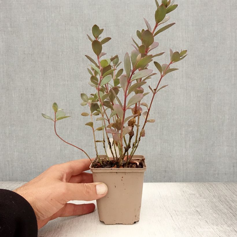 Esimerkki kesällä toimitetusta Syysmaksaruoho Sunsparkler Plum Dazzled Godet de 8/9 cm-taimesta