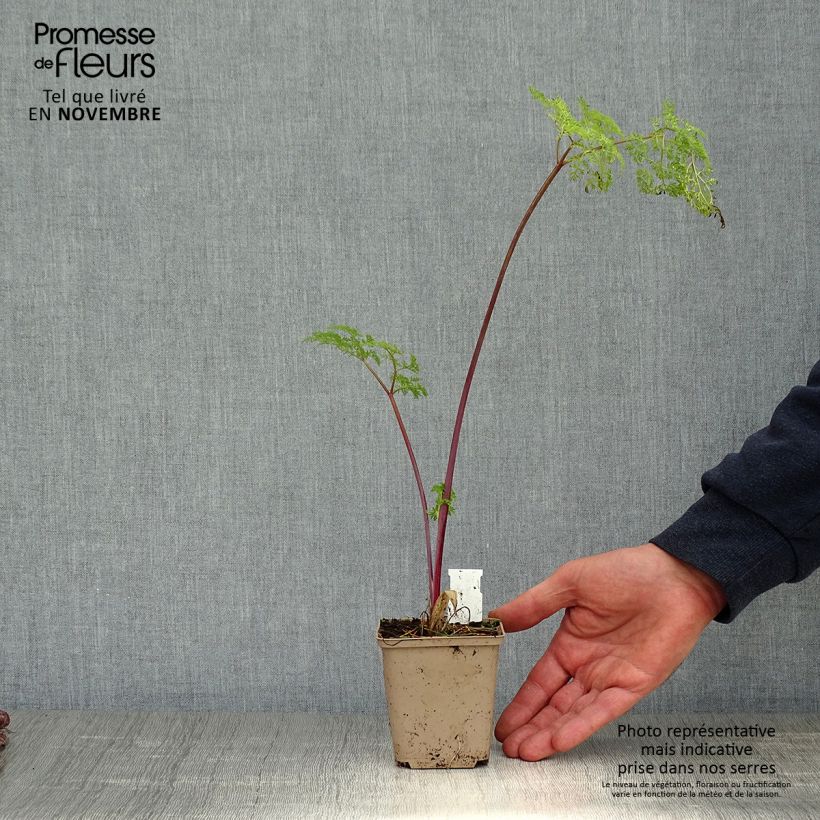 Esimerkki syksyllä toimitetusta Selinum wallichianum 8/9 cm taimiruukku-taimesta