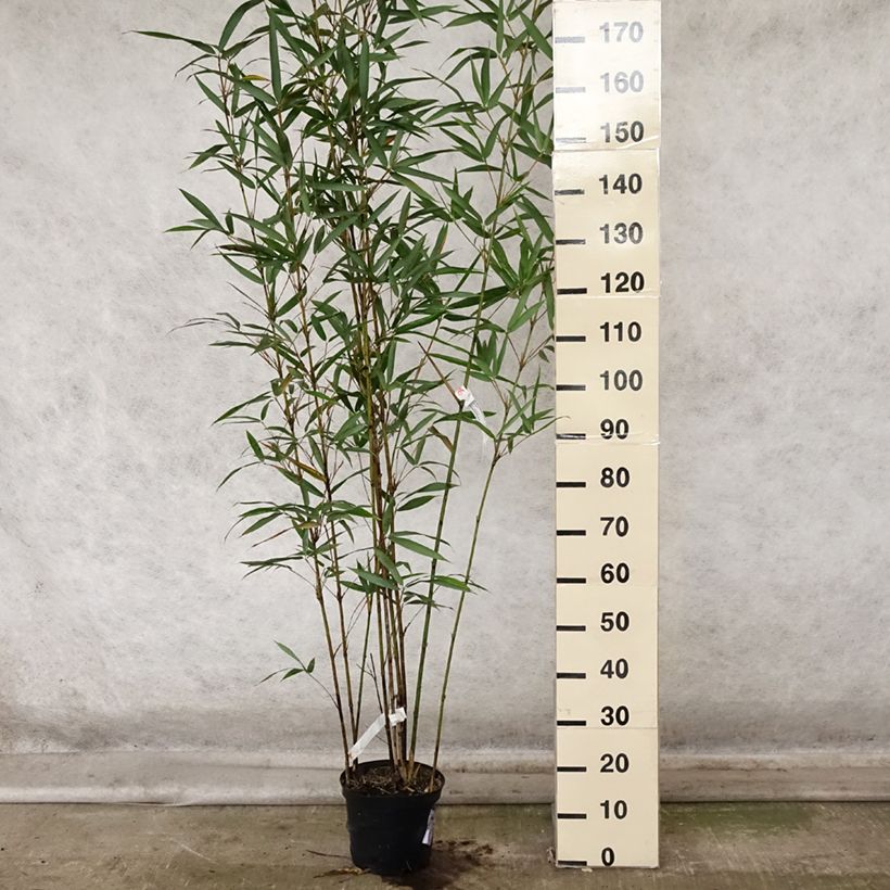 Esimerkki syksyllä toimitetusta Bambu Viridis 4 litran/5 litran ruukku-taimesta