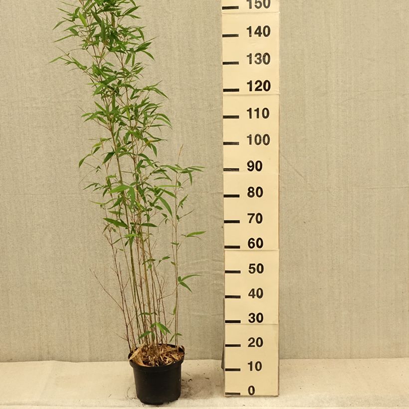 Esimerkki kesällä toimitetusta Bambu - Semiarundinaria makinoi Pot de 4L/5L-taimesta