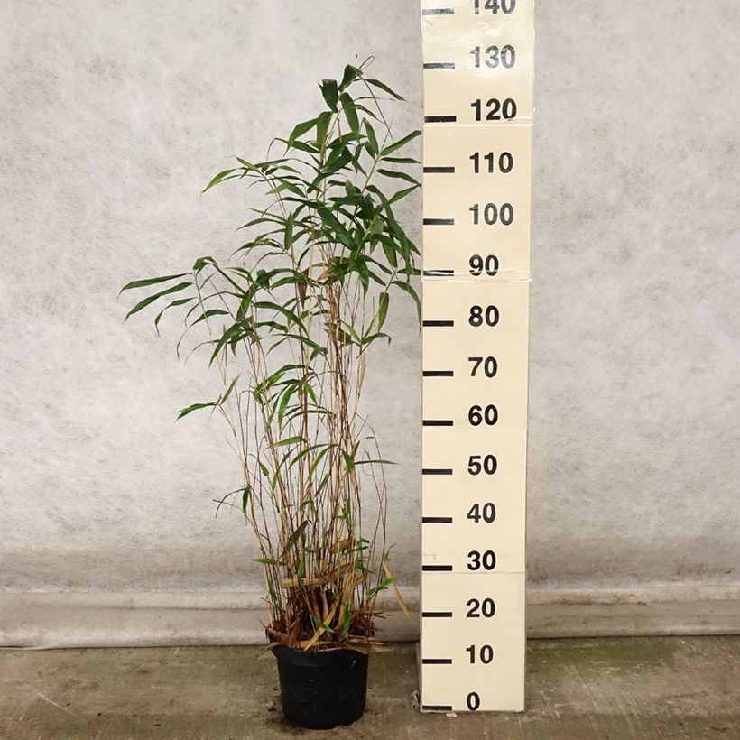 Esimerkki syksyllä toimitetusta Bambu Kimmei 4 litran/5 litran ruukku-taimesta