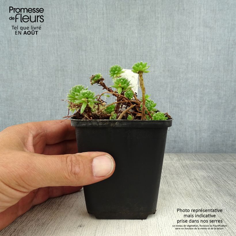 Esimerkki kesällä toimitetusta Seittimehitähti - Sempervivum arachnoideum Taimiruukku 8/9 cm-taimesta