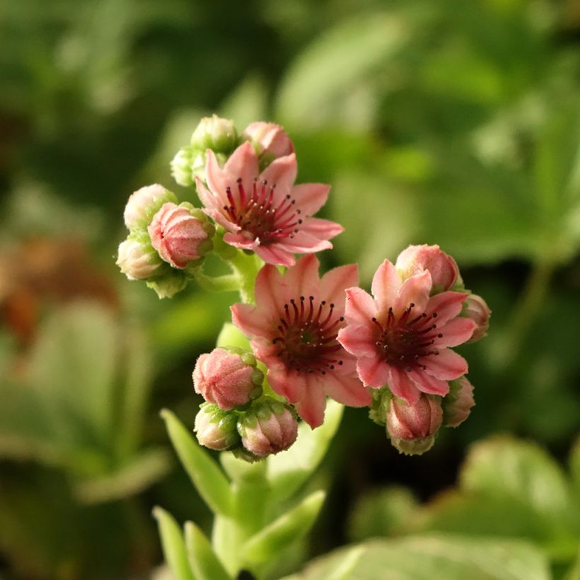 Seittimehitähti Rubrum (Kukinta)