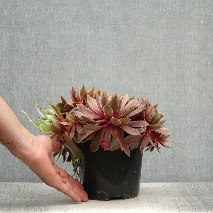 Esimerkki kesällä toimitetusta Mehitähti Ruby Star Pot de 3L/4L-taimesta