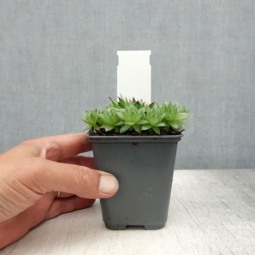 Esimerkki kesällä toimitetusta Mehitähti - Sempervivum calcareum Taimiruukku 8/9 cm-taimesta