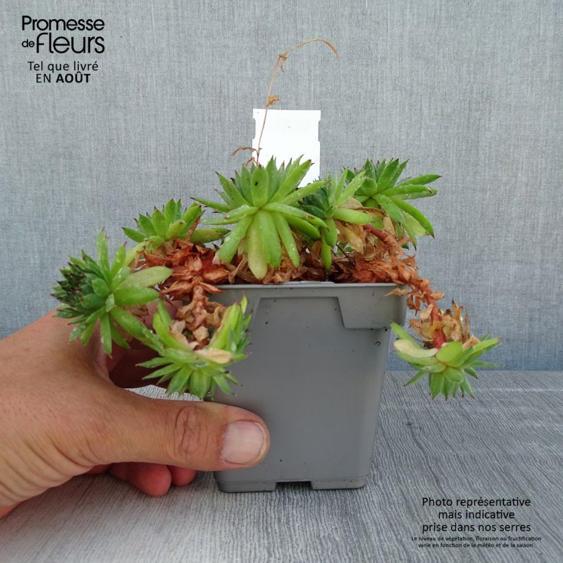 Esimerkki kesällä toimitetusta Mehitähti Chick Charms Appletini Ruukku 10 cm / 11 cm-taimesta