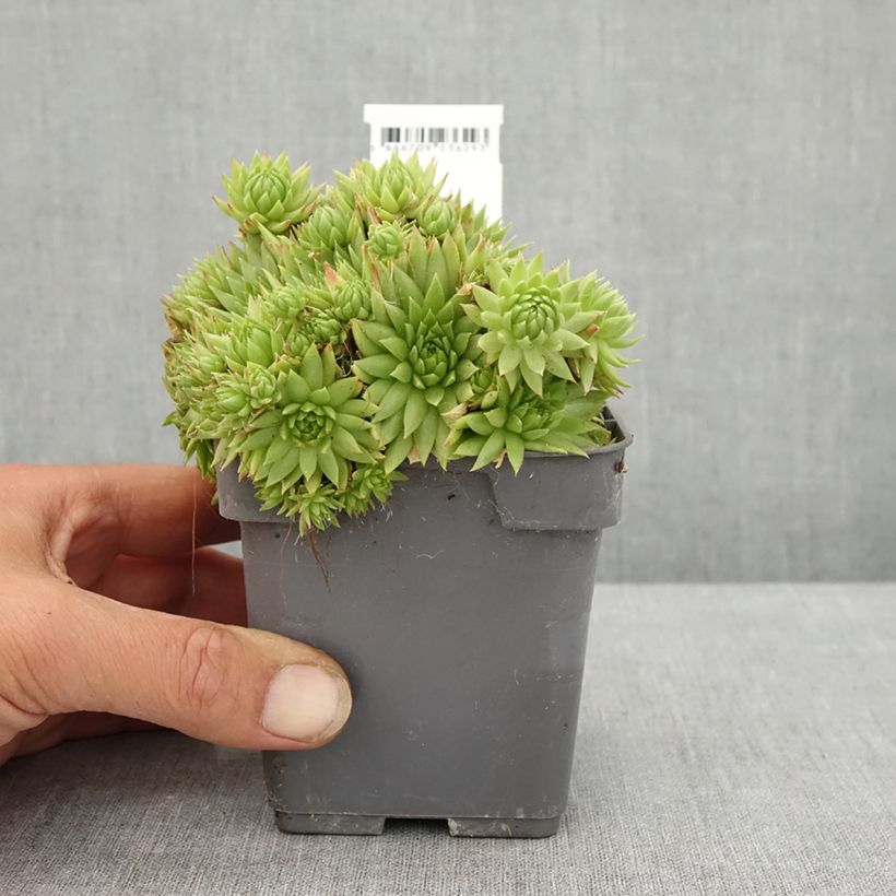 Esimerkki kesällä toimitetusta Mehitähti Chick Charms Key Lime Kiss 10 cm/11 cm ruukku-taimesta