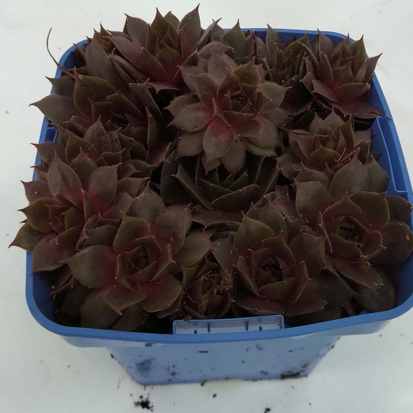 Esimerkki toimitetusta Sempervivum Chick Charms Plum Perfect  - Joubarbe Pot de 10 cm/11cm-taimesta