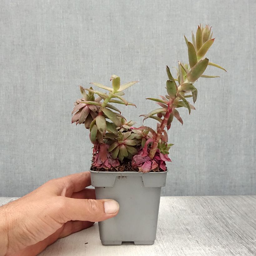 Esimerkki kesällä toimitetusta Mehitähti Chick Charms Bing Cherry Pot de 10 cm/11cm-taimesta