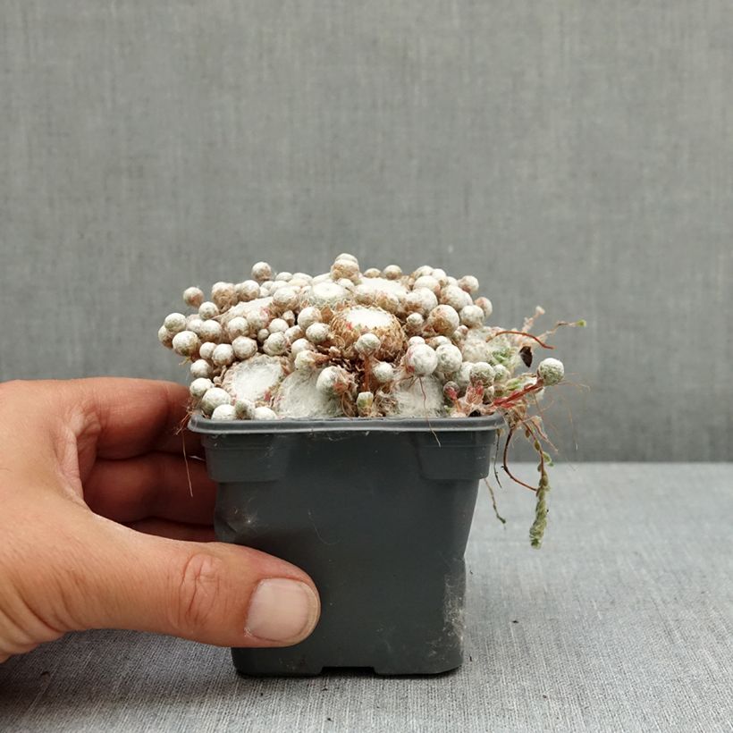 Esimerkki keväällä toimitetusta Seittimehitähti Arctic White 8/9 cm taimiruukku-taimesta