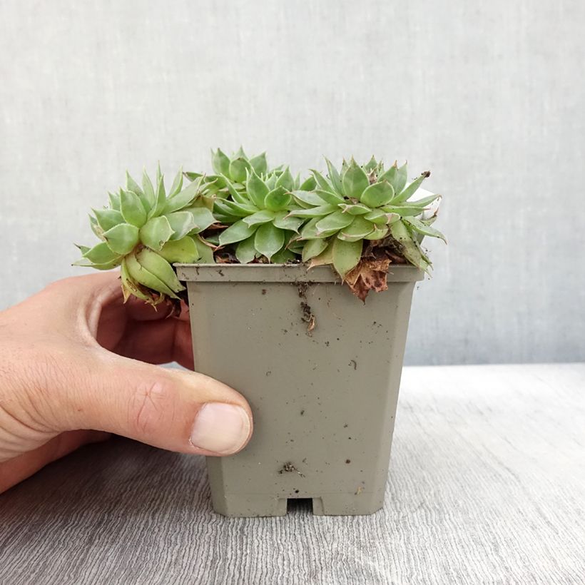 Esimerkki syksyllä toimitetusta Mehitähti Gay Jester 8/9 cm taimiruukku-taimesta