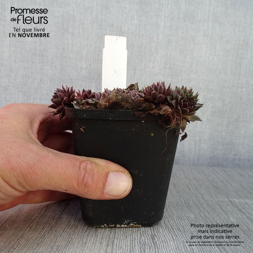 Esimerkki syksyllä toimitetusta Marmorimehitähti Pilatus 8/9 cm taimiruukku-taimesta
