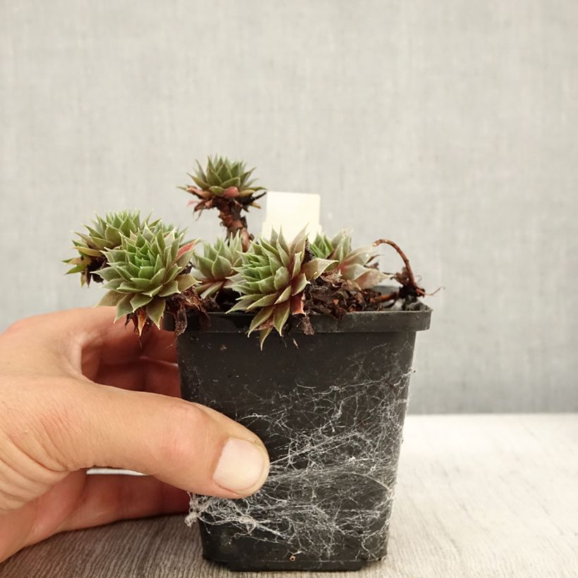 Esimerkki syksyllä toimitetusta Mehitähti Purple Beauty 8/9 cm taimiruukku-taimesta