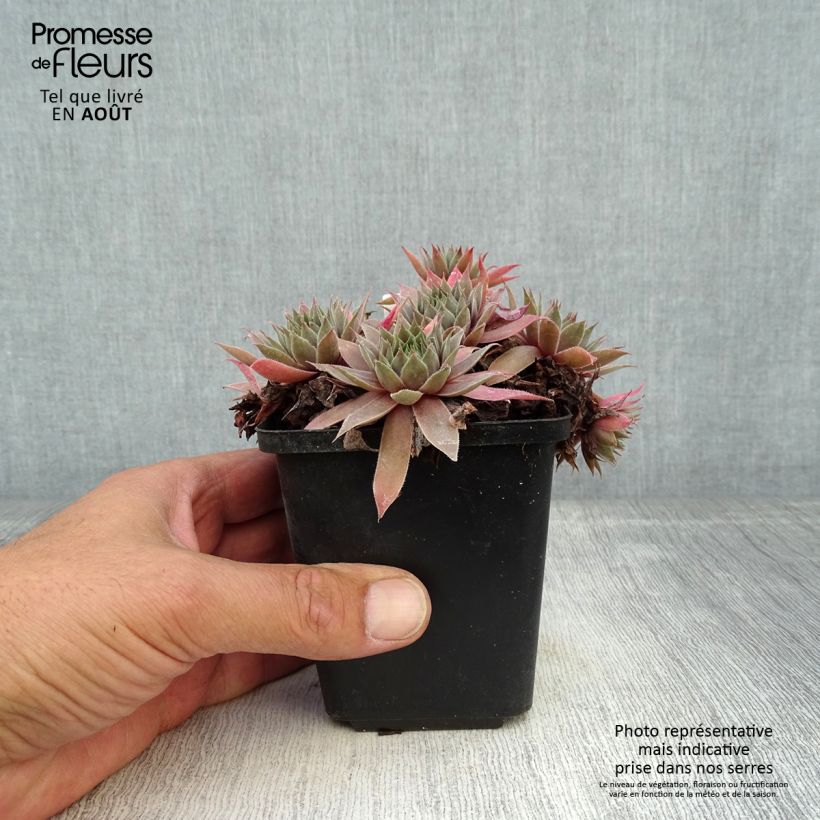 Esimerkki kesällä toimitetusta Mehitähti Purple Beauty Godet de 8/9 cm-taimesta