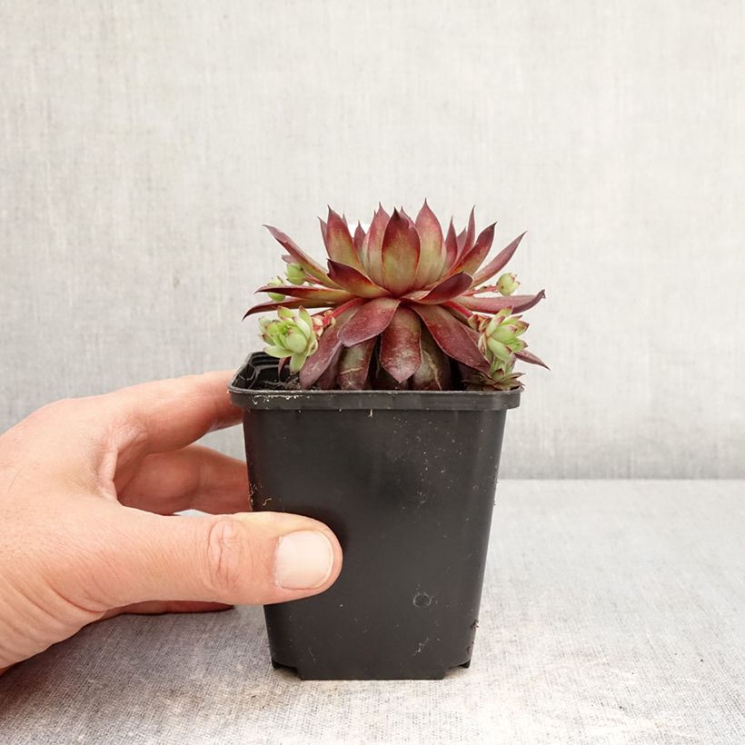 Esimerkki keväällä toimitetusta Seittimehitähti Rubin Godet de 8/9 cm-taimesta